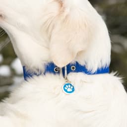 Адресник под гравировку «Лапа», 2.5 см, металл, голубой