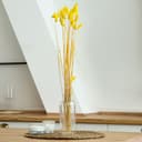 Сухоцвет «Лагурус», набор 30 шт., цвет жёлтый