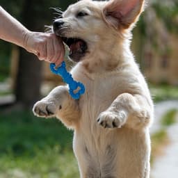 Игрушка для собак резиновая «Гантель-крабы», TPR, 11.5×2 см, голубая