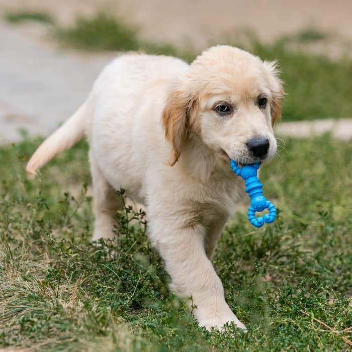 Игрушка для собак резиновая «Гантель-крабы», TPR, 11.5×2 см, голубая