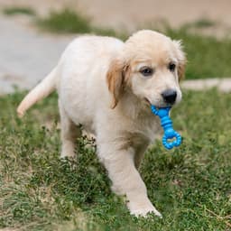 Игрушка для собак резиновая «Гантель-крабы», TPR, 11.5×2 см, голубая