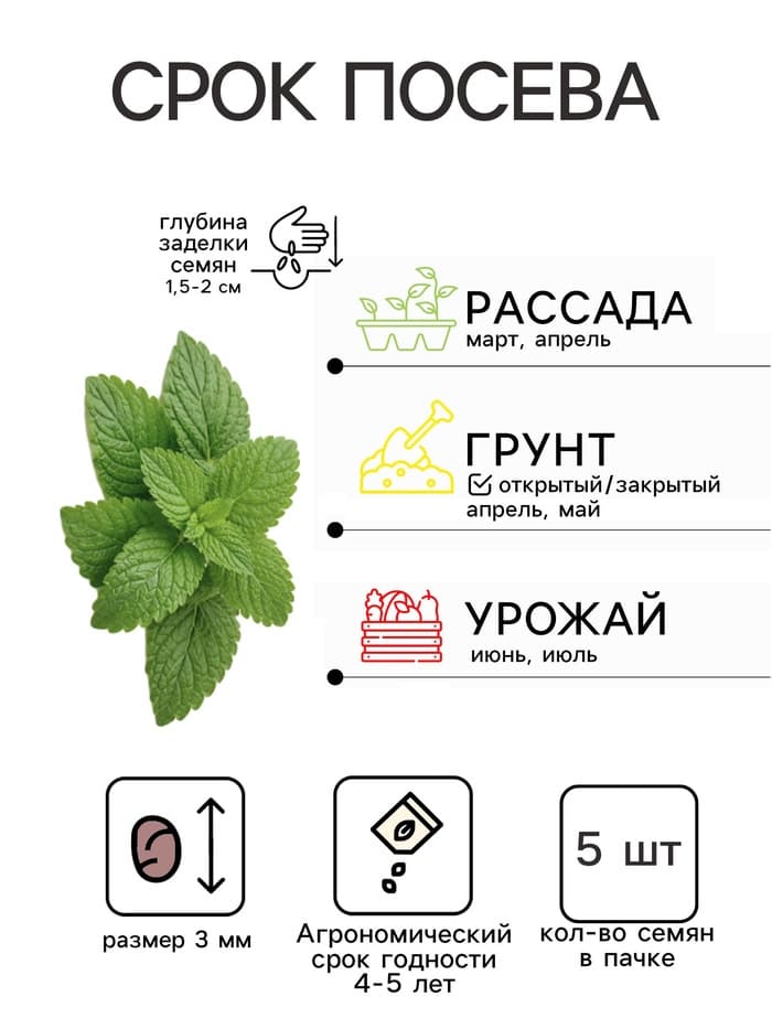 Семена Мелисса лекарственная «Мандариновый аромат», 5 шт., «Аэлита»
