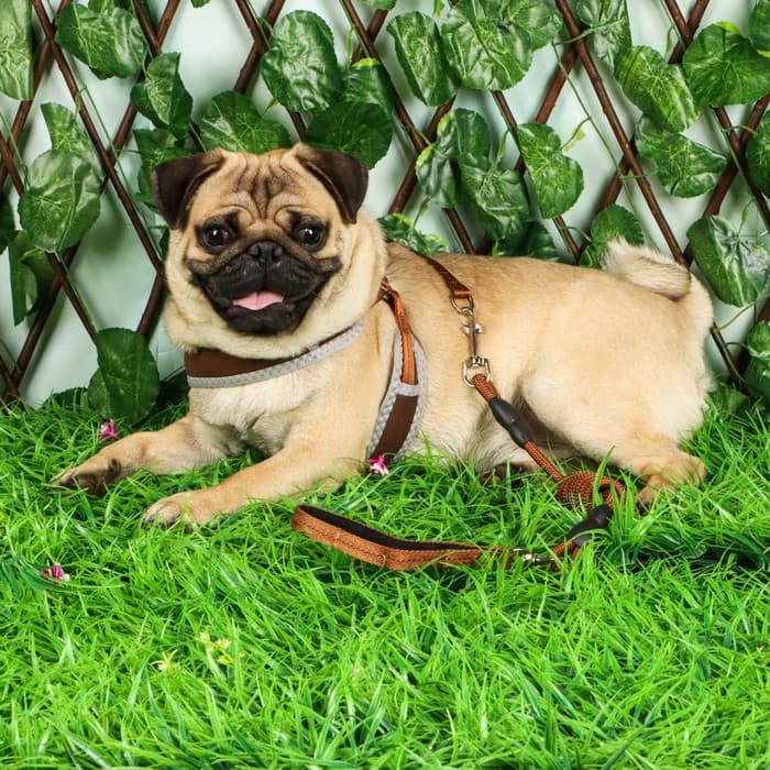 Шлейка с поводком, размер M, ОШ 32-72 см, ОГ 32-72 см, поводок 120×1.5 см, мягкая, с вертлюгом, коричневая