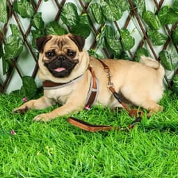 Шлейка с поводком, размер M, ОШ 32-72 см, ОГ 32-72 см, поводок 120×1.5 см, мягкая, с вертлюгом, коричневая