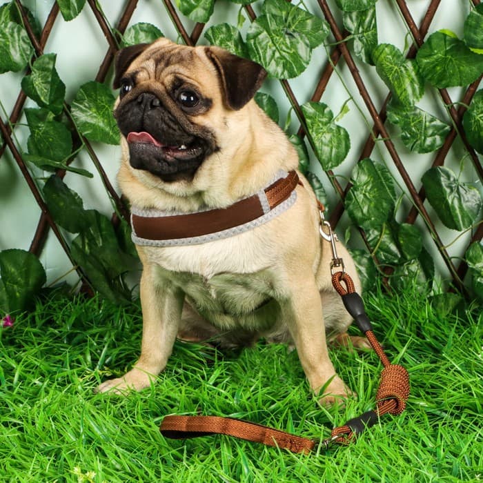 Шлейка с поводком, размер M, ОШ 32-72 см, ОГ 32-72 см, поводок 120×1.5 см, мягкая, с вертлюгом, коричневая