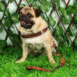 Шлейка с поводком, размер M, ОШ 32-72 см, ОГ 32-72 см, поводок 120×1.5 см, мягкая, с вертлюгом, коричневая