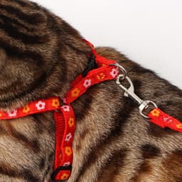 Шлейка с поводком «Цветы», ОГ 23-35 см, ширина 1 см, поводок 120 см, прошитая, красная