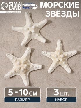 Набор из 3 морских звезд, размер каждой 5-10 см, белые