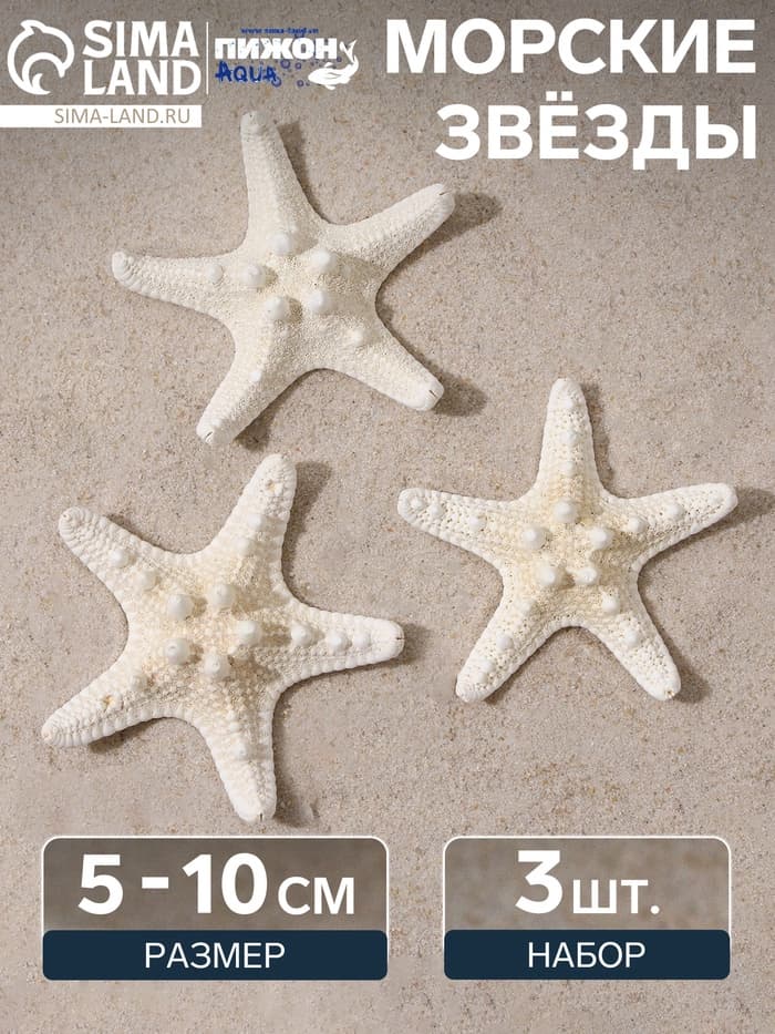 Набор из 3 морских звезд, размер каждой 5-10 см, белые