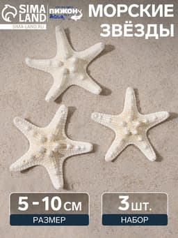 Набор из 3 морских звезд, размер каждой 5-10 см, белые