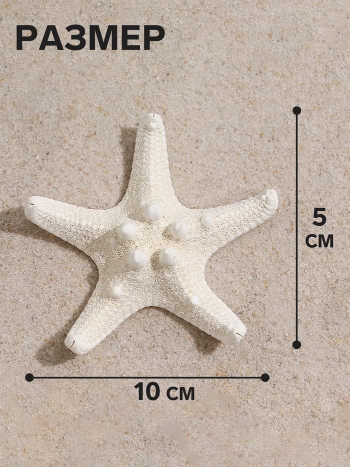 Набор из 3 морских звезд, размер каждой 5-10 см, белые