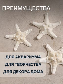 Набор из 3 морских звезд, размер каждой 5-10 см, белые