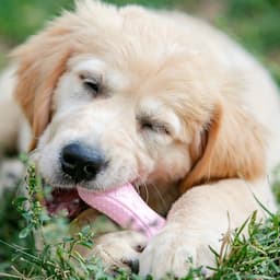 Плавающая игрушка для собак Пижон Premium «Косточки», 10.5×5.5×2 см, вспененный TPR, розовая