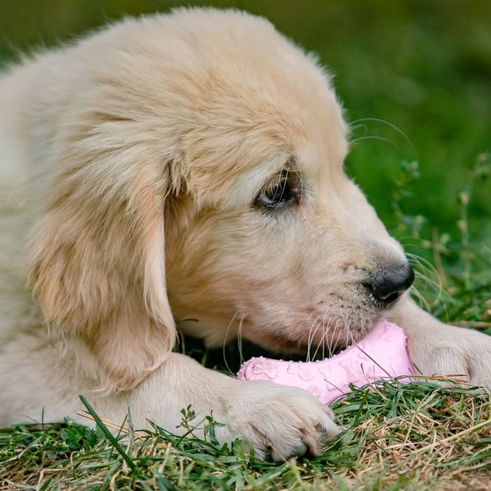 Плавающая игрушка для собак Пижон Premium «Косточки», 10.5×5.5×2 см, вспененный TPR, розовая