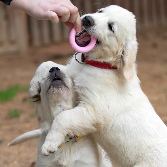 Плавающая игрушка для собак Пижон Premium «Обруч», 8 см, вспененный TPR, розовая