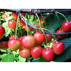 Саженец Черешня (ОКС) Брянская розовая 1 шт. Весна 2026