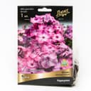 Флокс метельчатый Геркулес, I р-р, 1 шт. 65 h(см), Осень 2024