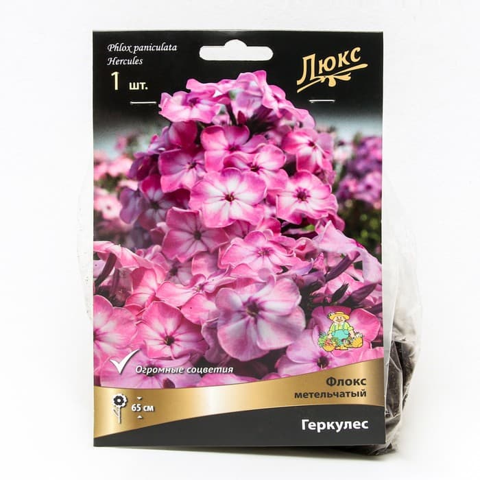 Флокс метельчатый Геркулес, I р-р, 1 шт. 65 h(см), Осень 2024
