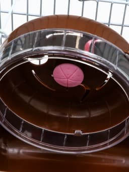 Клетка для грызунов «Пижон», 23×17×17 см, коричневая