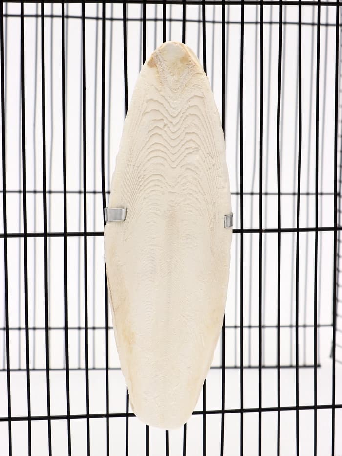 Панцирь каракатицы для птиц, 18 см, белый