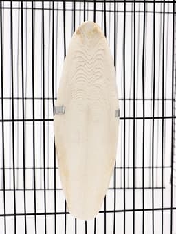 Панцирь каракатицы для птиц, 18 см, белый