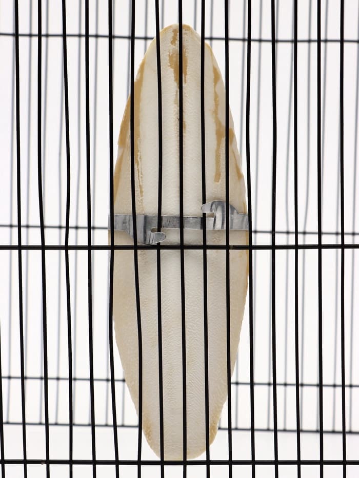 Панцирь каракатицы для птиц, 18 см, белый