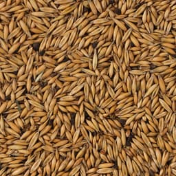 Овес «Перрико» для птиц и грызунов, 200 г