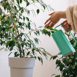 Лейка с длинным носиком, 1.2 л, без рассеивателя, зелёная, Greengo