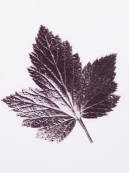 Шторы для кухни с подхватами «Этель» Impression 145×180 см, комплект - 2 шт.