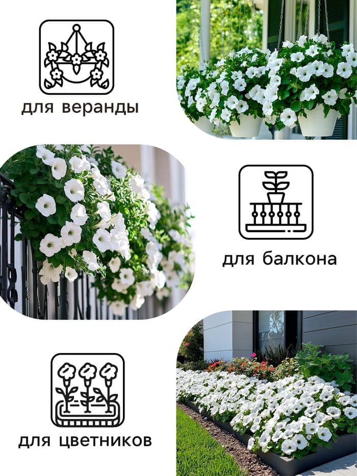 Семена Цветов Гацания «Нью Дэй», F1, чистый оранж, для балкона, веранды, цветника, однолетник, низкорослая5 шт.