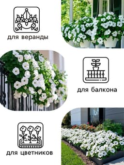 Семена Цветов Гацания «Нью Дэй», F1, чистый оранж, для балкона, веранды, цветника, однолетник, низкорослая5 шт.