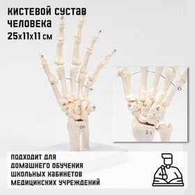 Анатомическая модель «Макет кистевого сустава», 25×11×11 см