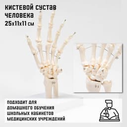 Анатомическая модель «Макет кистевого сустава», 25×11×11 см