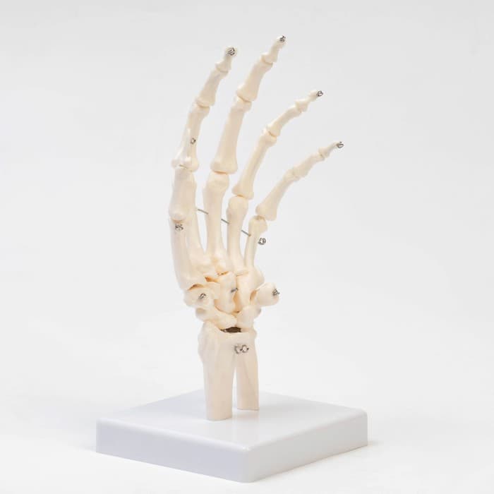 Анатомическая модель «Макет кистевого сустава», 25×11×11 см