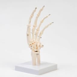 Анатомическая модель «Макет кистевого сустава», 25×11×11 см