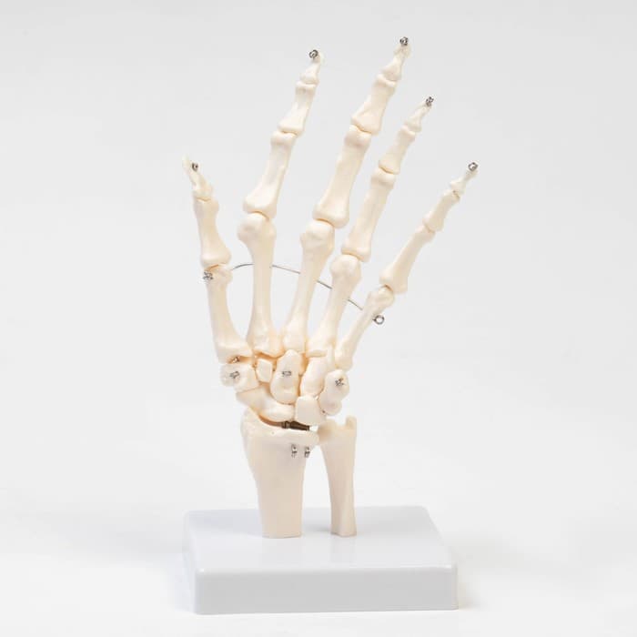 Анатомическая модель «Макет кистевого сустава», 25×11×11 см