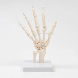 Анатомическая модель «Макет кистевого сустава», 25×11×11 см