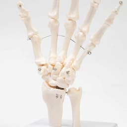 Анатомическая модель «Макет кистевого сустава», 25×11×11 см
