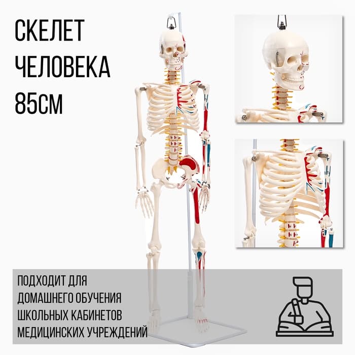 Анатомическая модель «Макет скелета взрослого человека», 85 см