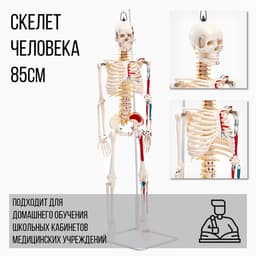 Анатомическая модель «Макет скелета взрослого человека», 85 см