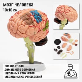 Анатомическая модель «Макет мозга человека», разборный, 10×10 см