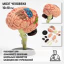 Анатомическая модель «Макет мозга человека», разборный, 10×10 см