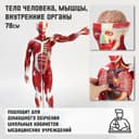 Анатомическая модель «Тело человека, мышцы, внутренние органы», 78 см