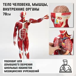 Анатомическая модель «Тело человека, мышцы, внутренние органы», 78 см