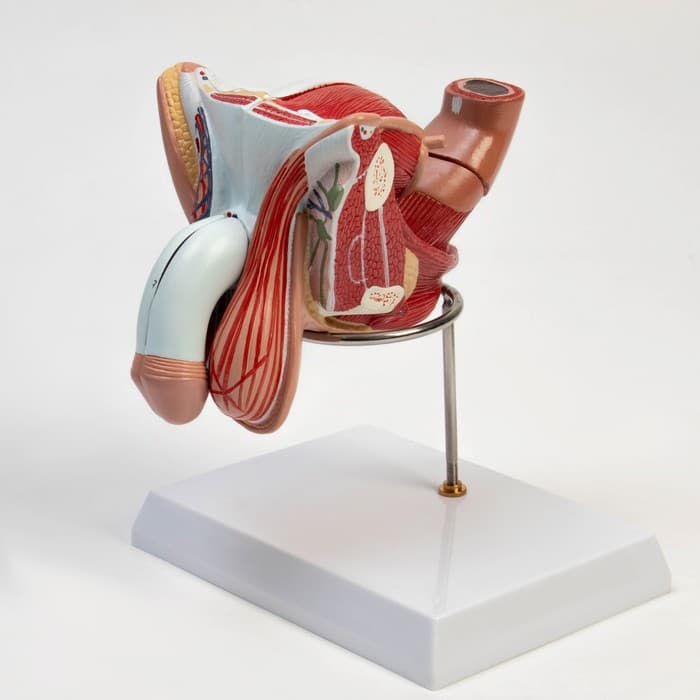 Анатомическая модель «Макет половых органов мужчины», 18×14×18 см