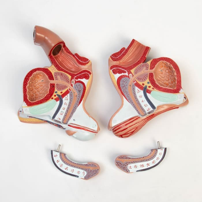 Анатомическая модель «Макет половых органов мужчины», 18×14×18 см