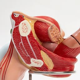 Анатомическая модель «Макет половых органов мужчины», 18×14×18 см