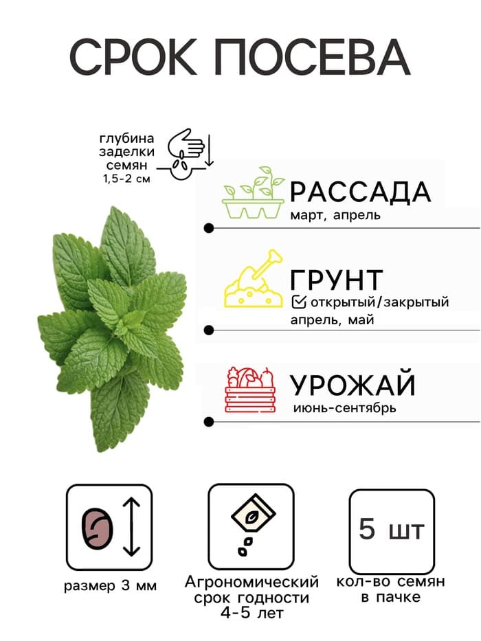 Семена Мелисса лекарственная «Апельсинка», 5 шт., «Аэлита»