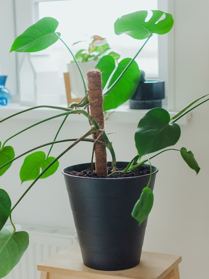 Опора для комнатных цветов, h=60 см, d=2.5 см, пластик, кокосовая оплётка, Greengo