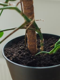 Опора для комнатных цветов, h=60 см, d=2.5 см, пластик, кокосовая оплётка, Greengo